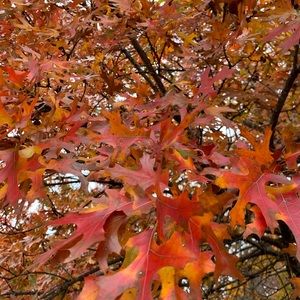 Meet your Posher, Alli